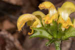 Yellow archangel